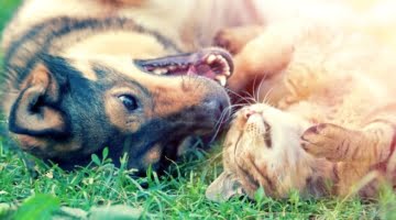 Yeasts in feed bring benefits to pets