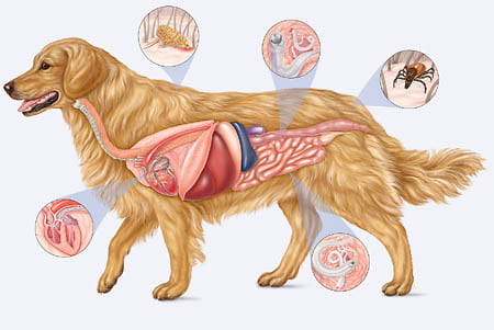 funcionamento intestinal