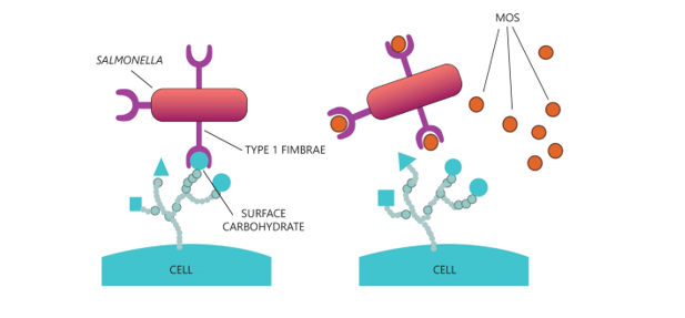 β-glucanas