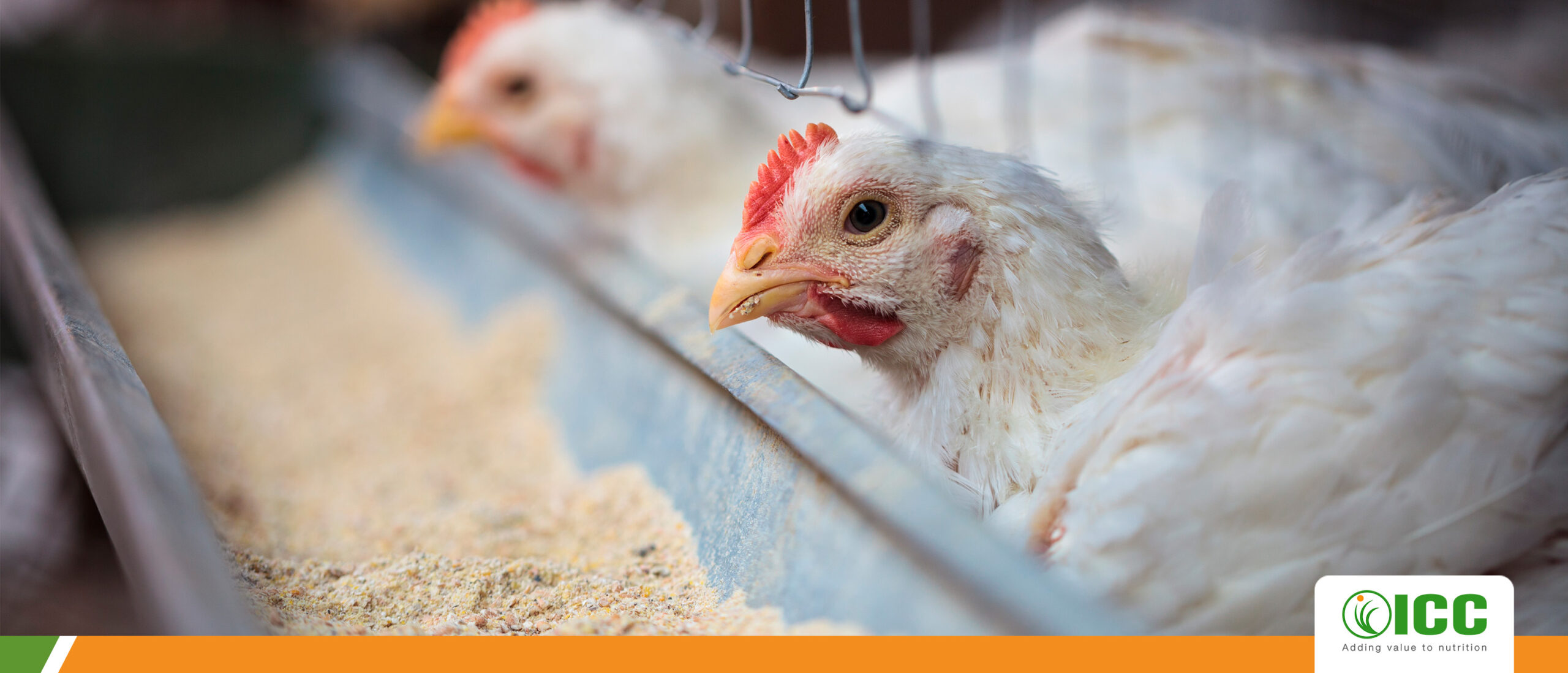 Immune response of broilers challenge with aflatoxin: immunomodulation and mycotoxin effects