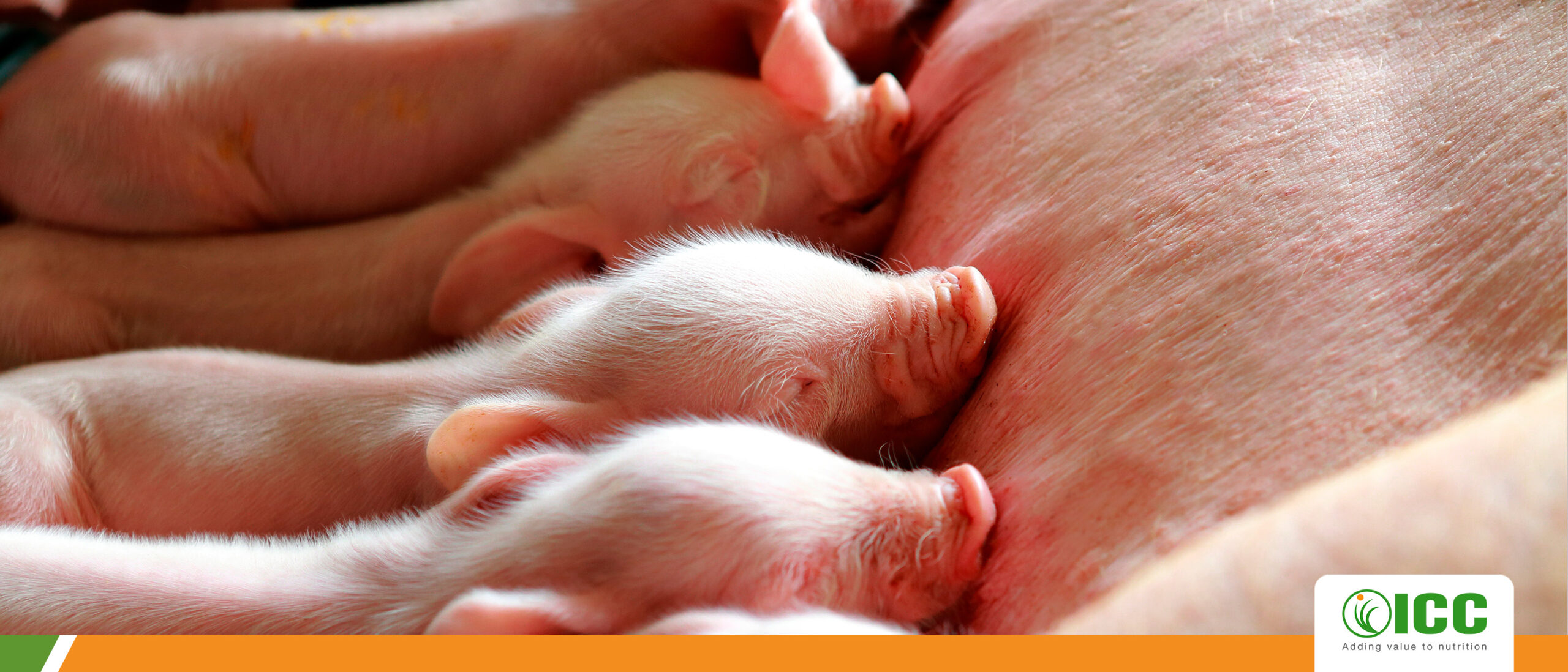Immunonutrition ensures stress-free weaning and supports better immune response in piglets