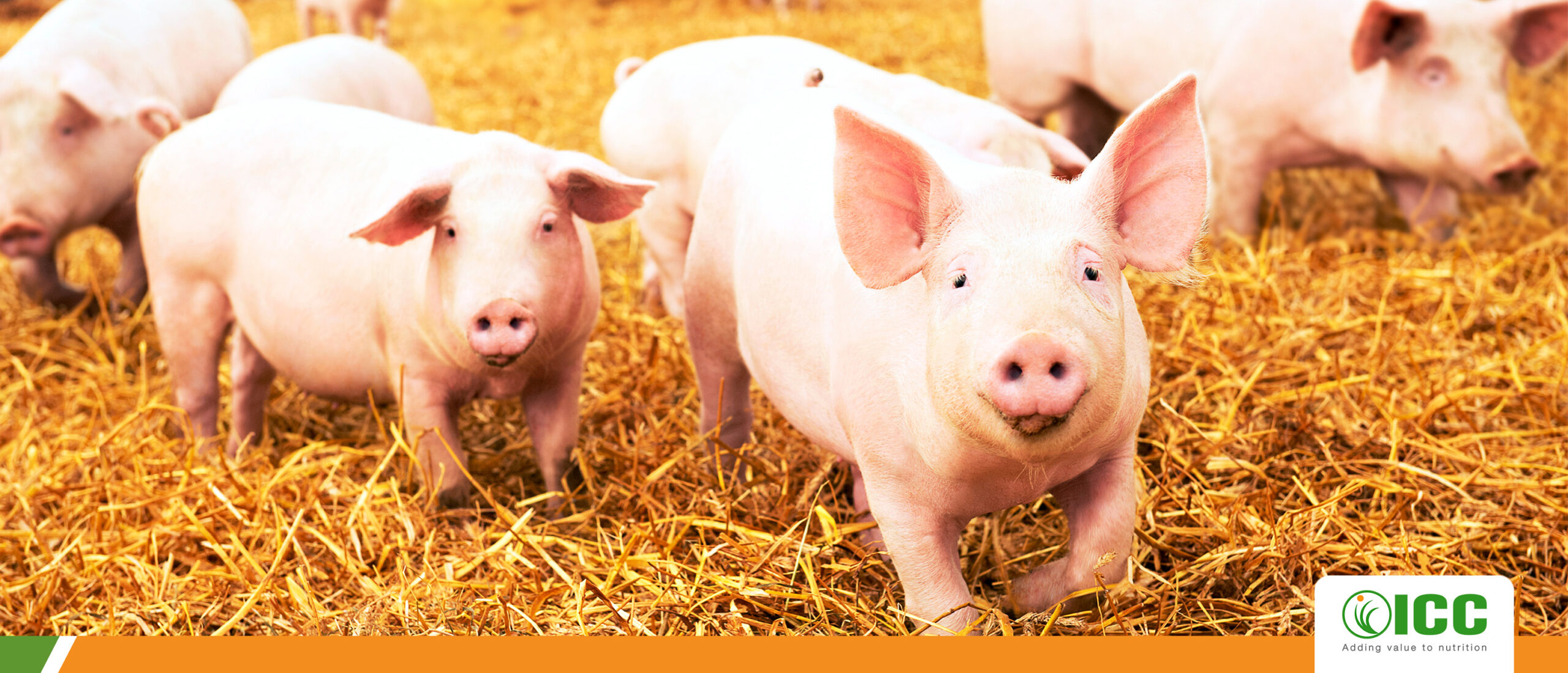 What we gain by (not) using therapeutic zinc oxide in pig farming
