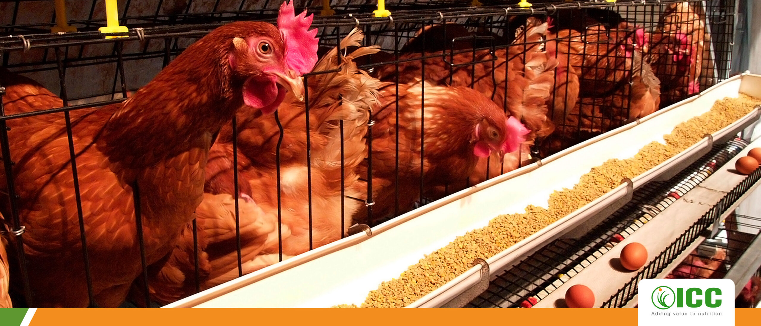 Ethanol yeast: The natural and sustainable solution to heat stress in laying poultry